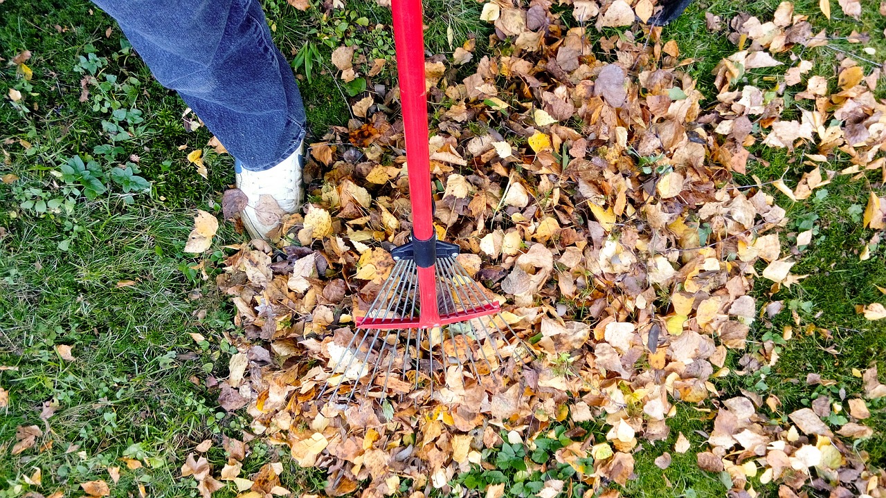 Person with rake gathers fall leaves in a yard