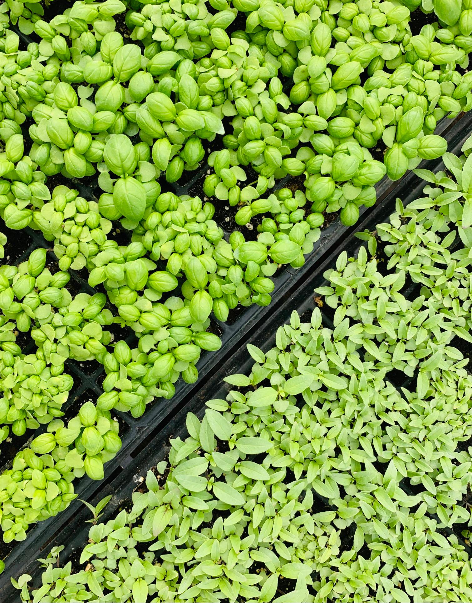Trays of green seedlings