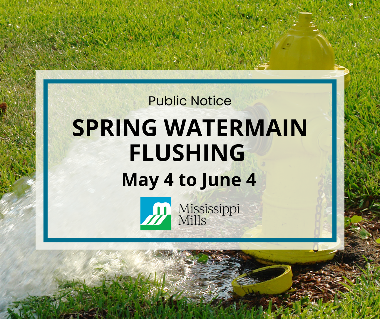 Yellow fire hydrant spraying water on to green grass. A white box with a blue border reads 'Public Notice - Spring Watermain Flushing - May 4 to June 4'