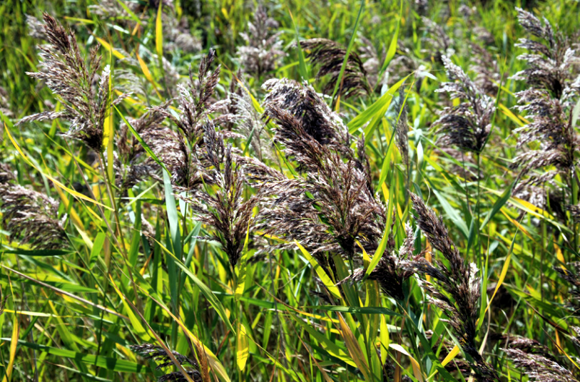 Photo of invasive phragmites