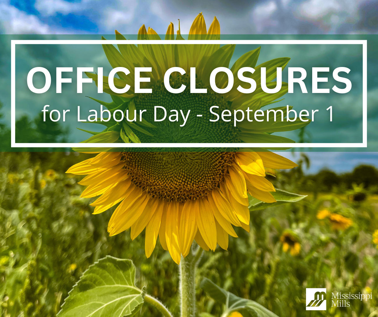 Close-up photo of a sunflower in a field and the text 'Office Closures for Labour Day - September 1'